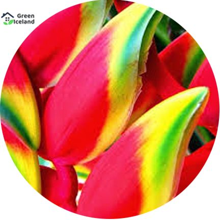 Heliconia Antirrhinum Flower Seeds - 10 Pcs Seeds (Imported Global Seeds)