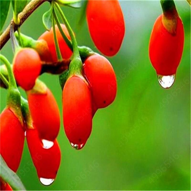 100pcs GOJIBERRY Bonsai Wolfberry Gou-gi-zi Matrimony vine,Lycium barbarum Goji Berry Shrub Bonsai Edible Fruit Fast Grow