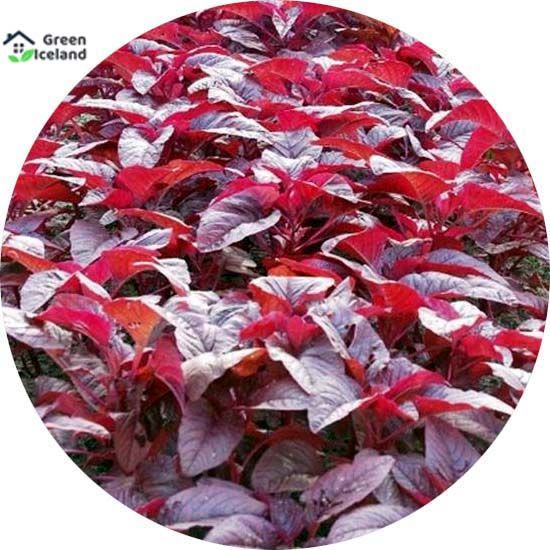 1000 Pcs Global Lal Shak/ Red spinach Seeds (লাল শাক বীজ)