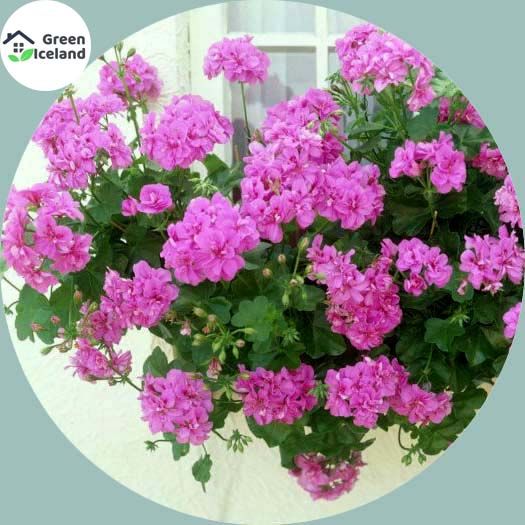 Rare 30 Pcs Climbing Geranium Peltatum Flower Seeds - 30 Pcs Seeds