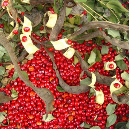 Blood Sandalwood Tree Seeds (????????? ???) - 5 Pcs Seeds (Imported Global Seeds)