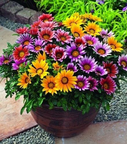 10 Pcs Natural Zinnia Flower California Seeds (জিনিয়া ফুলের বীজ)