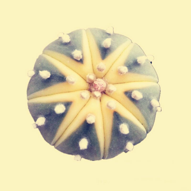 20 pcs Succlent Seeds,Succulent Planet Seeds Mini Astrophytum,Meaty Euphorbia Seeds Succulent Bonsai Flower for Home Garden Plant