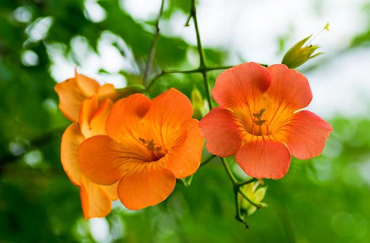 Natural Orange Campsis Grandiflora Seeds - 10 Pcs Seeds