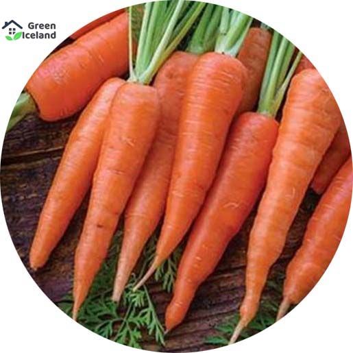 Carrot Seeds  - 100 Pcs Seeds