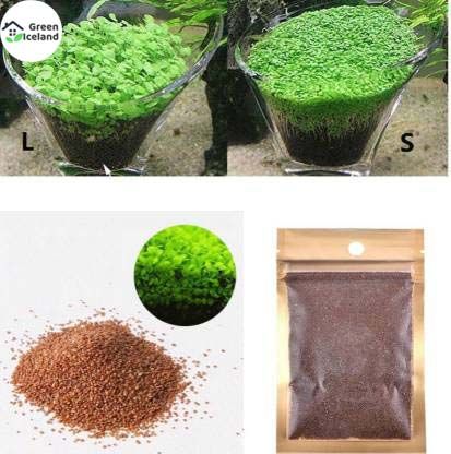 50 Pcs Organic Aquarium Green Grass Plants Seeds