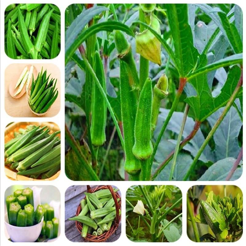 অর্গানিক উত্তরাধিকারী শাকসবজি ফল, বনসাই ফুলের গাছ এবং বাড়ির বাগানের জন্য বীজ সহজে বৃদ্ধি করা যায়