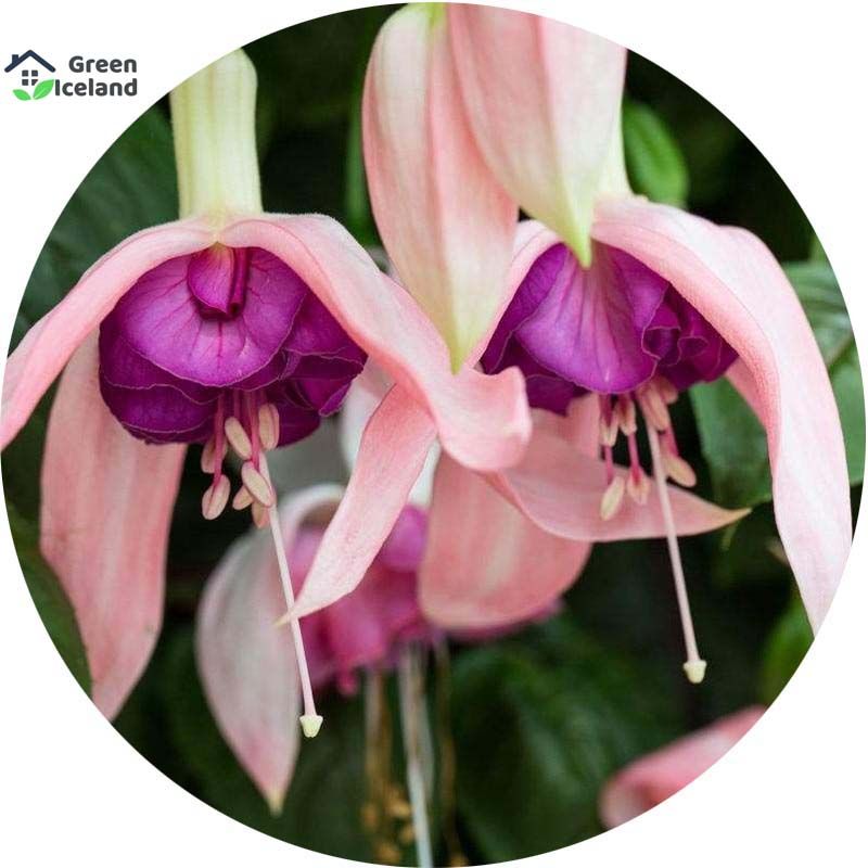 All Season Fuchsia Flower Bonsai Seeds - 10 Pcs Seeds