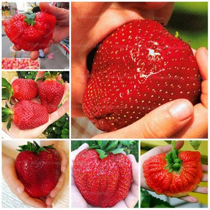 Giant strawberry Bonsai Tree Seeds/ -50 pcs seeds