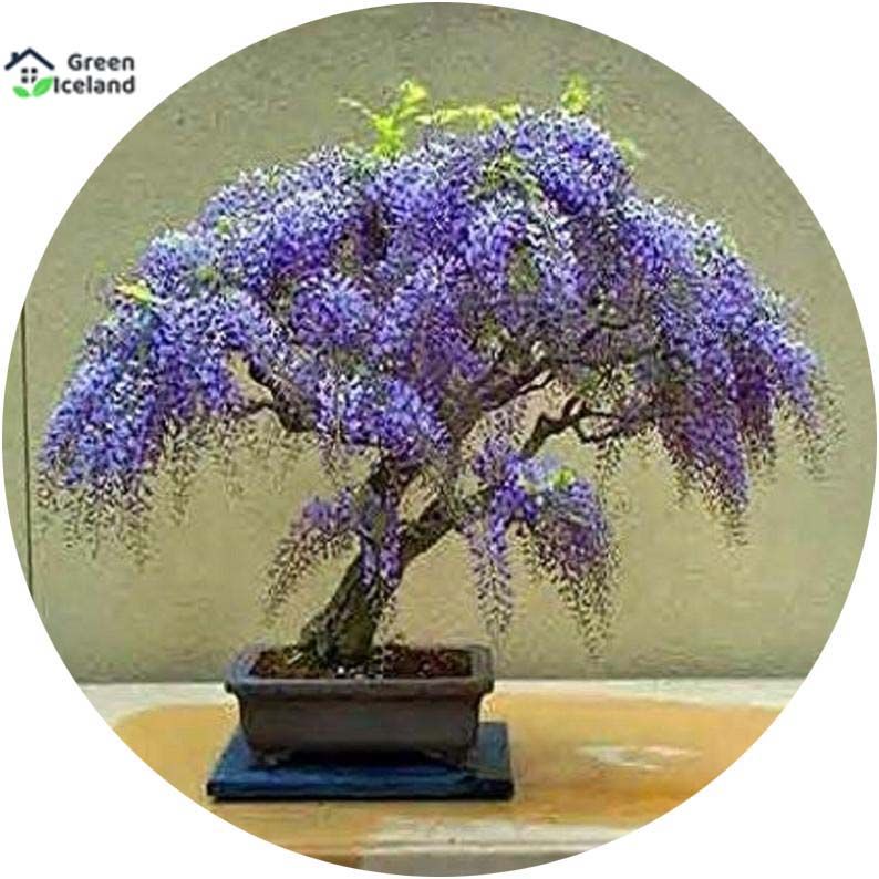 5 Pcs Global Jacaranda bonsai tree Seeds