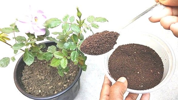 Vermicompost-Organic fertilizer 15kg