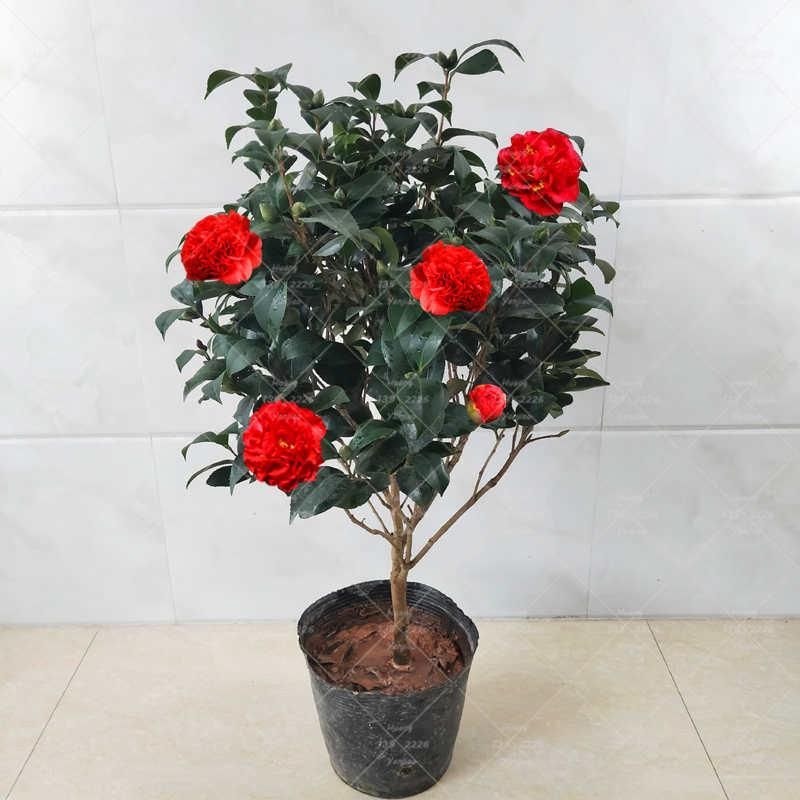 Camellia bonsai plant flower plant indoor and outdoor potted plants & seeds family garden decorative plants