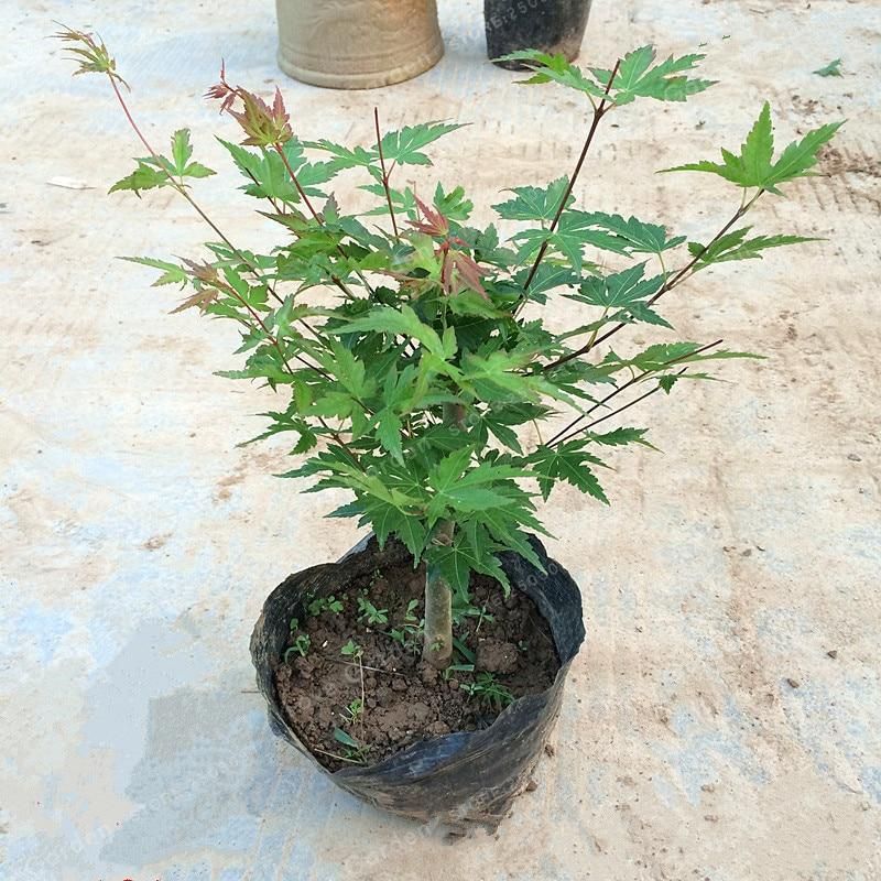 Acer Palmatum Thunb Bonsai Maple Tree Bonsai Mini Plants & seeds  Bonsai Plant DIY Home Garden Green Leaf Maple