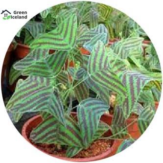 Christia Vespertilionis Mixed Bonsai Seeds - 50 Pcs Seeds