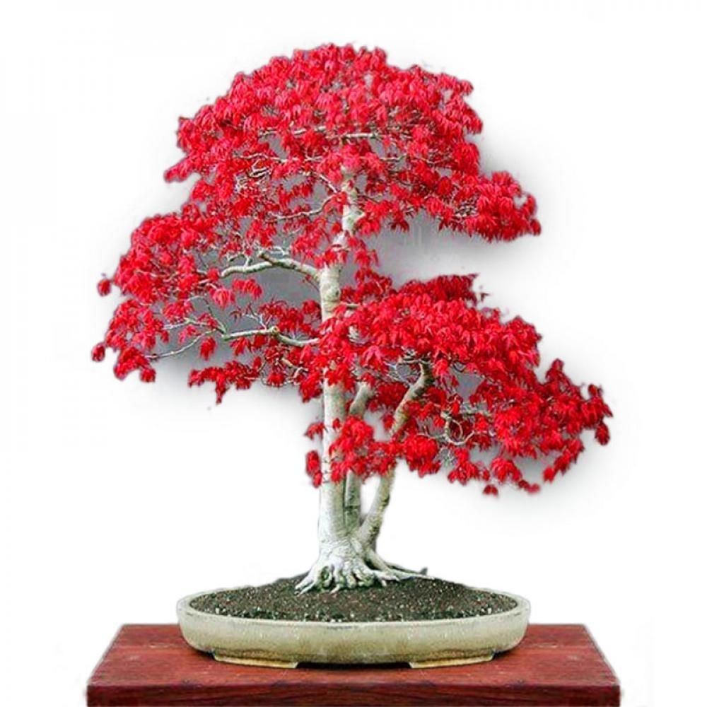15 Pcs Natural Red Mapel Mini Bonsai Seeds
