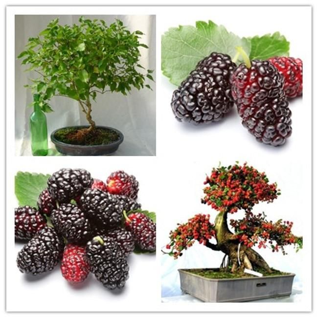 High quality blackberry and blackberries fruit tree mulberry fruit bonsai healthy nutrition - 200 pcs