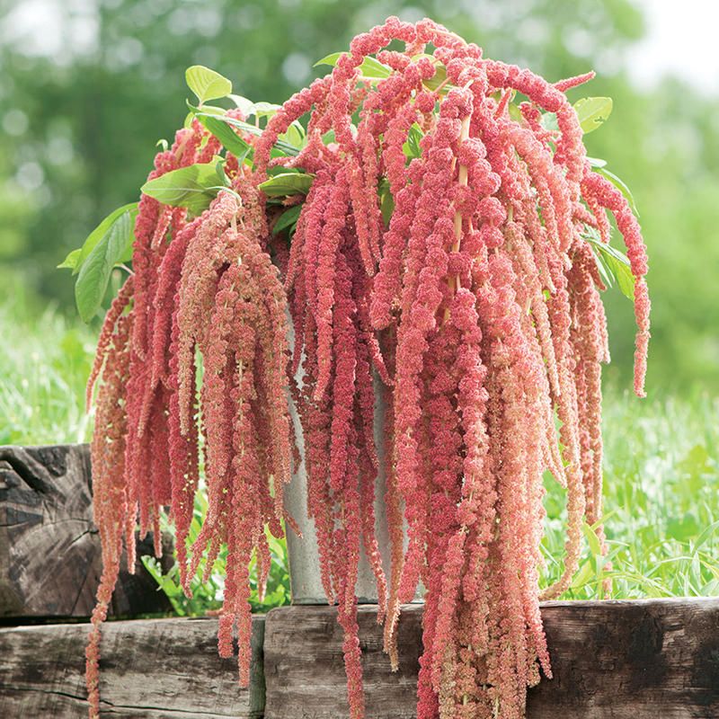 100Pcs Amaranthus Seeds Garden Home Coral Fountain Decoration Plants Flowers Seeds