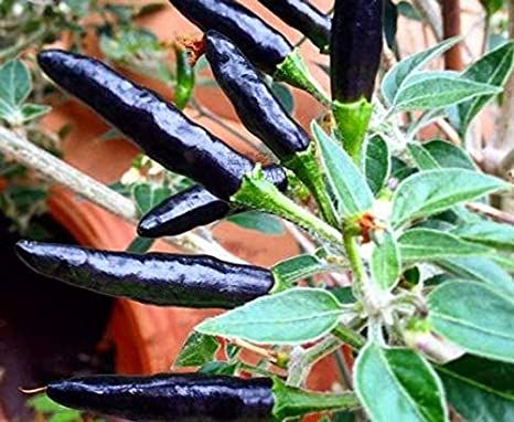Black Chilly Seeds BANGLADESHI (কালো মরিচের বীজ) - 90 pieces ইন্টেক প্যাকেট