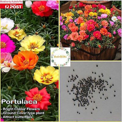20 Pcs Morning Glory Flower Bonsai Seeds (মর্নিং গ্লোরি ফুল বীজ))