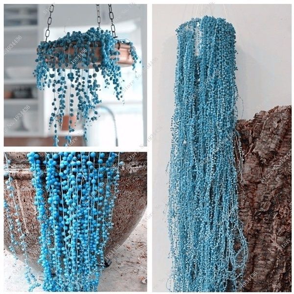 Futaba Rare Blue Round Pearl Chlorophytum Seeds - 20 Pcs Seeds