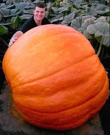 5 Pcs Natural Sweet Pumpkin Seeds (Seeds)