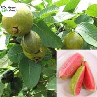 All Season Guava Seeds - 15 Pcs Seeds