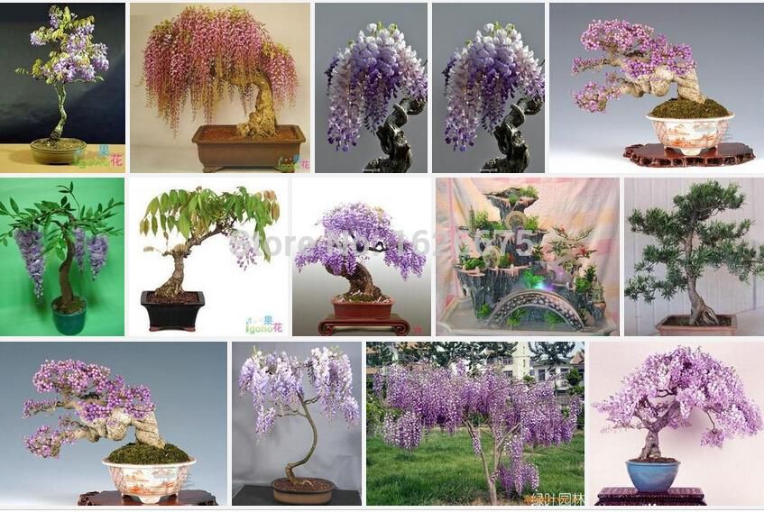 10pcs Rare Gold Mini Bonsai Wisteria Tree Seeds