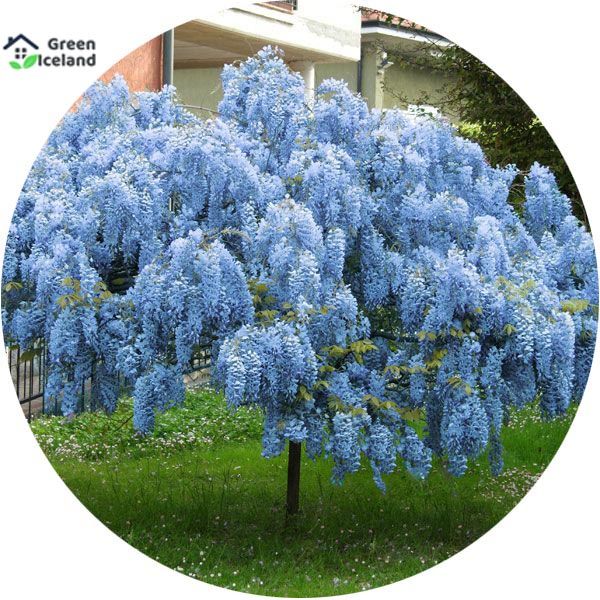 Mini Bonsai Wisteria Tree Seeds - 30 Pcs Seeds (Global Seeds)