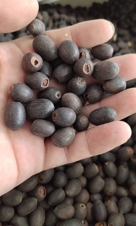 2pcs Chinese Lotus Flower Seeds.