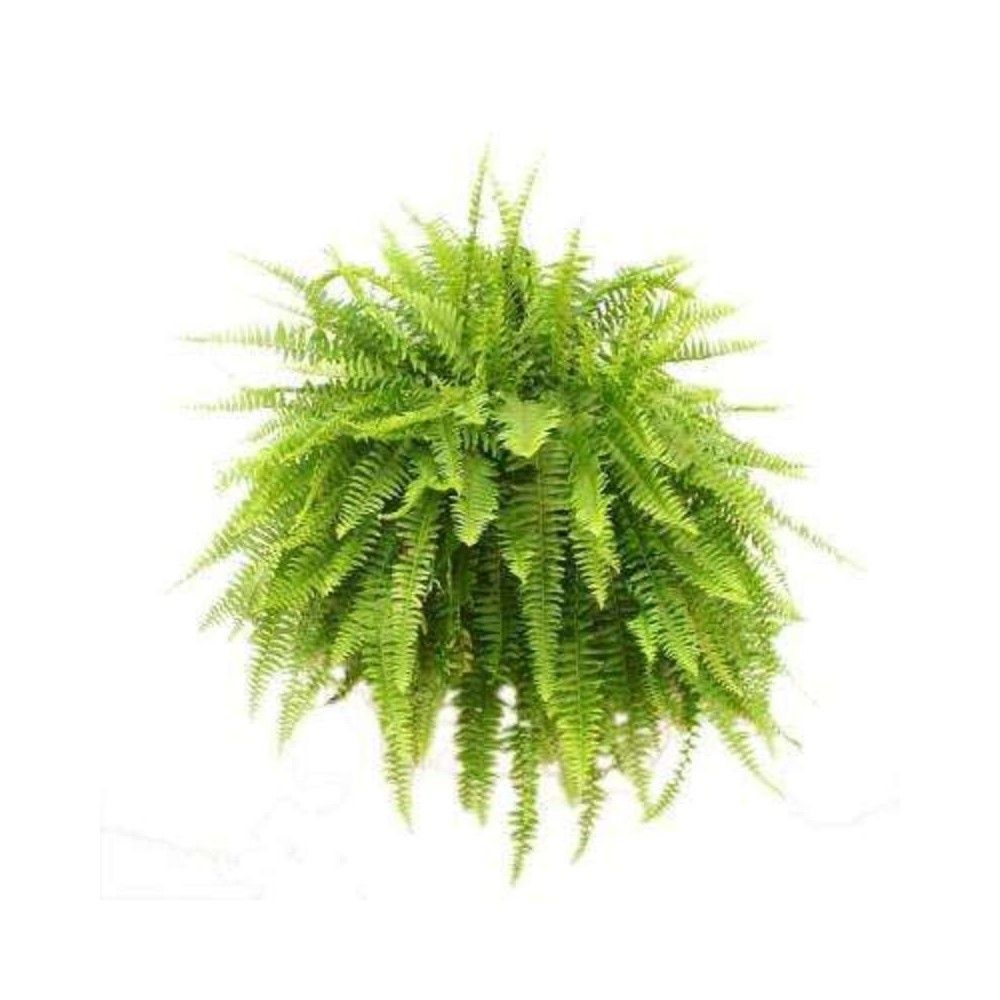 Dwarf 30 Pcs Natural Perennial Green Flower Seeds - 30 Pcs Seeds