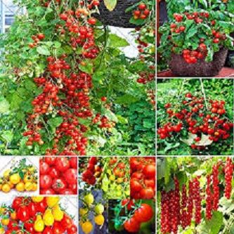 Tomato Seeds Bangladeshi (টমেটোর বীজ) - 50 pieces seeds