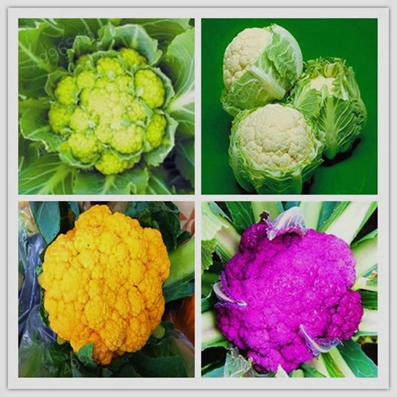 Organic Romanesco Tower Broccoli Bonsai, Roman Cauliflower Fractal Heads Broccoflower Vegetables DIY Home & Garden & seeds