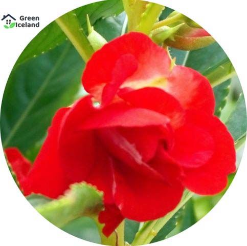 দোপাটি ফুলের বীজ Natural Balsam Flower Seeds - 30 Pcs Seeds