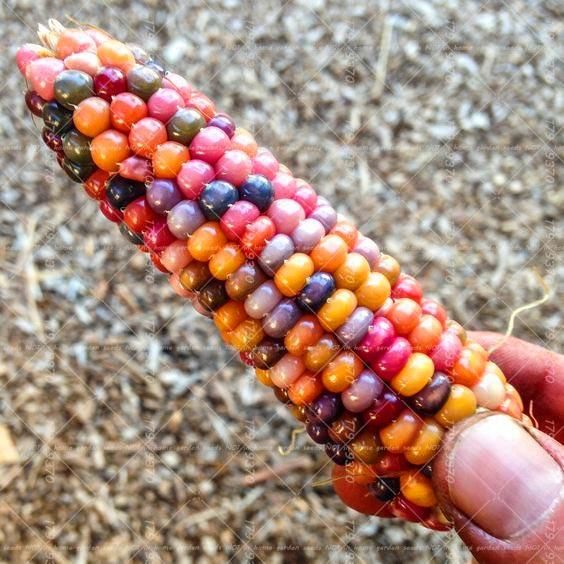Rainbow Corn Organic Sweet Vegetables Edible Corn High-Quality Vegetable For Home Garden Planting & seeds