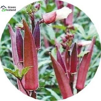 Red Ladies Finger/Orka Seeds (লাল ঢেঁড়স বীজ) - 20 Pcs Seeds