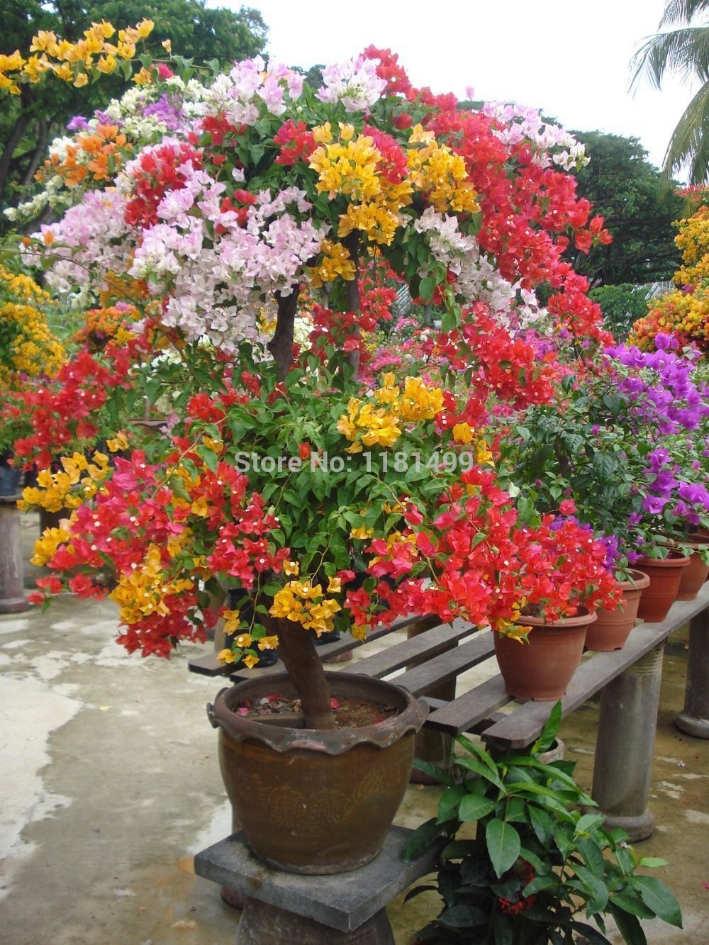 Bougainvillea Mini Seeds -10 pcs (Imported Global Seeds)