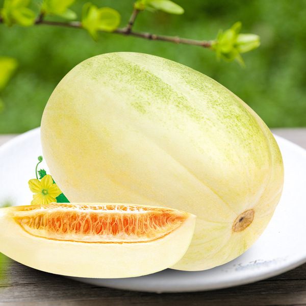 Sweet Concubine Melon Seeds, Re-packed from China Intake Packet - 5 seeds