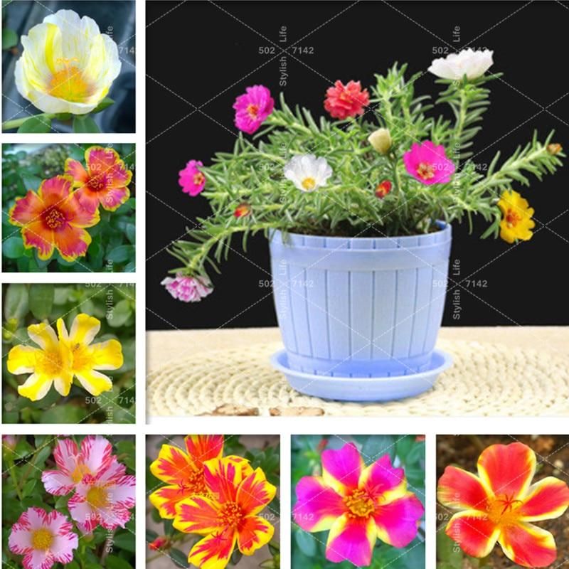 Sun flower bonsai Spring-sowed balcony potted plants & seeds four seasons purslane flower flores