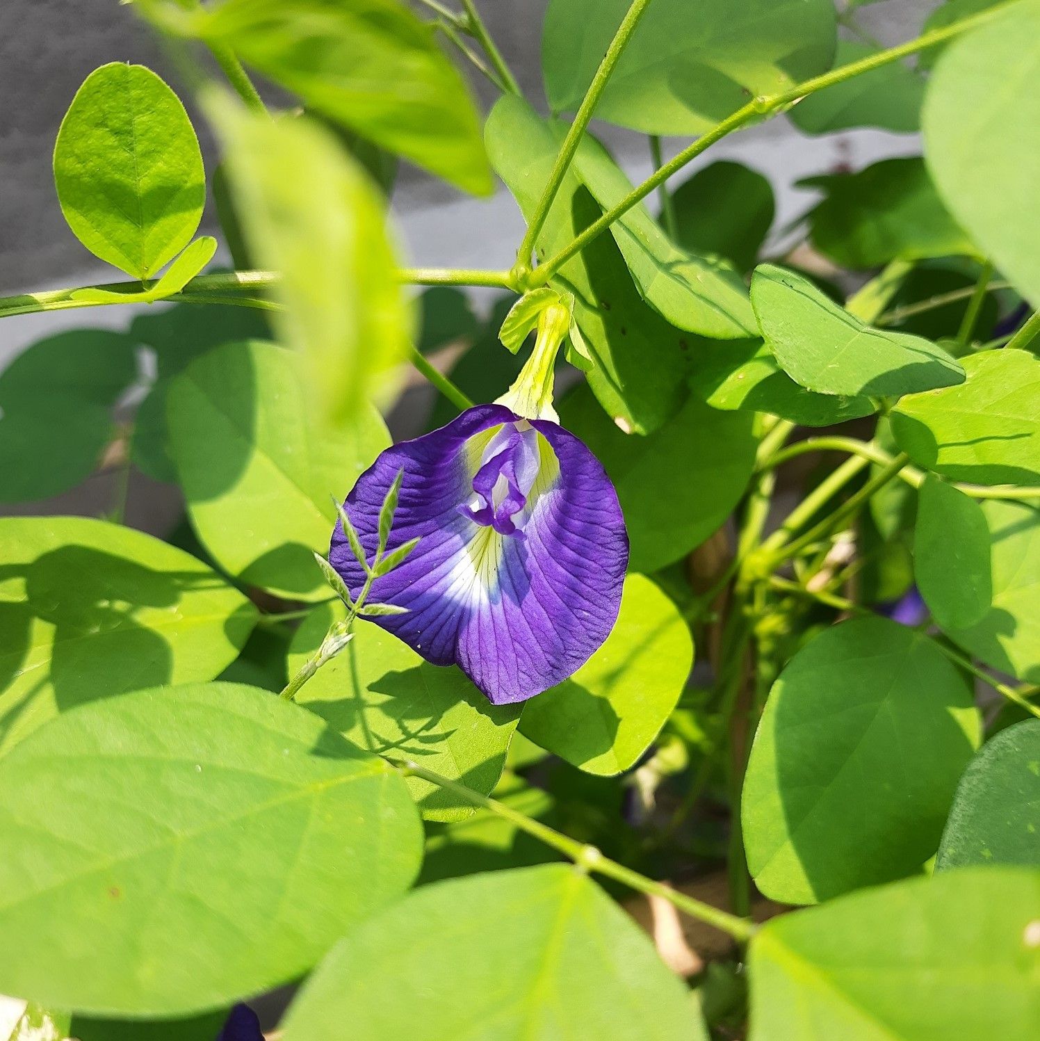 Butterfly Pea / Oporajita Flower Seed - 20 Seeds