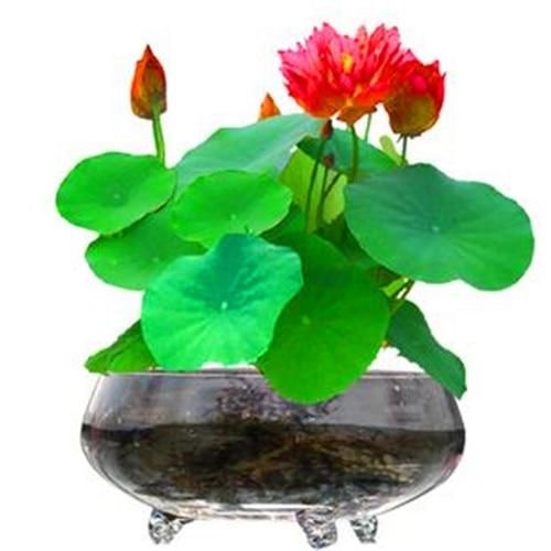 5Pcs Red beautiful Lotus bonsai hydroponics aquatic lotus bonsai Seeds