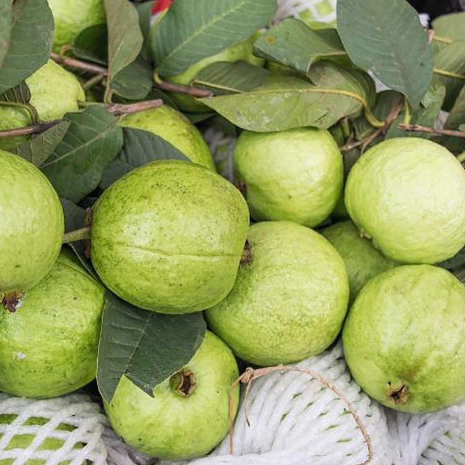 All Season Global  Guava Fruit Tree Seeds - 15 Pcs Seeds
