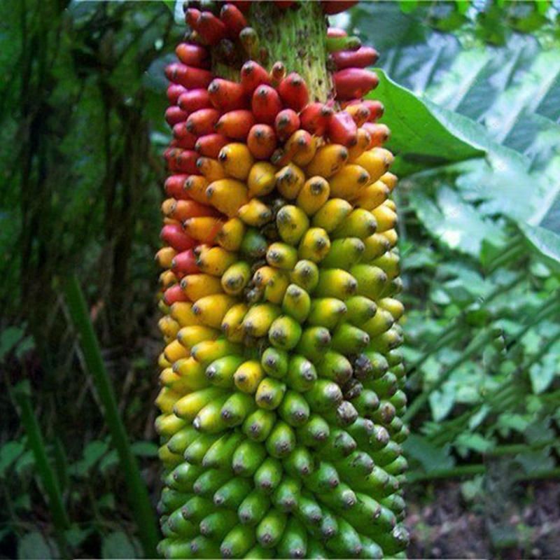 50 পিস বামন রঙিন কলা বীজ কণা পোটেড কলা বীজ সুন্দর বাগান বনসাই গাছের আসল প্যাকেজ বীজ