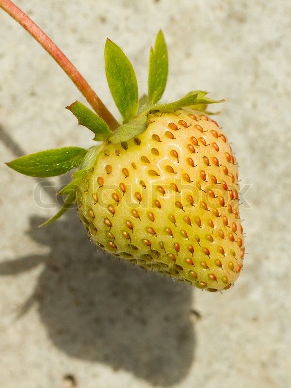 Giant 20 Pcs Green Strawberry Seeds - 20 Pcs Seeds