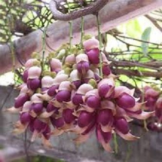 Egrow 16 Pcs/Pack Mucuna Birdwoodiana Tree-15pcs Seeds