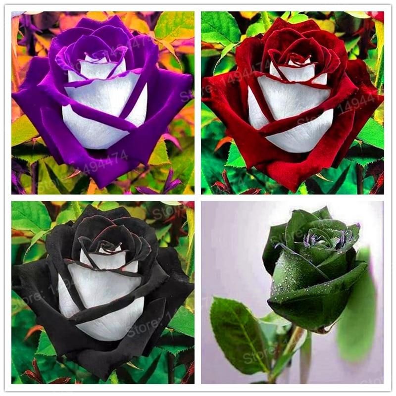 200 Pieces/bag Rare rose seeds special flower seeds Black Rose Flower with White Red Edge rose seed bonsai plant for home
