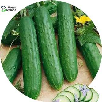 Organic Cucumber Seeds (শশা বীজ) - 50 Pcs Seeds