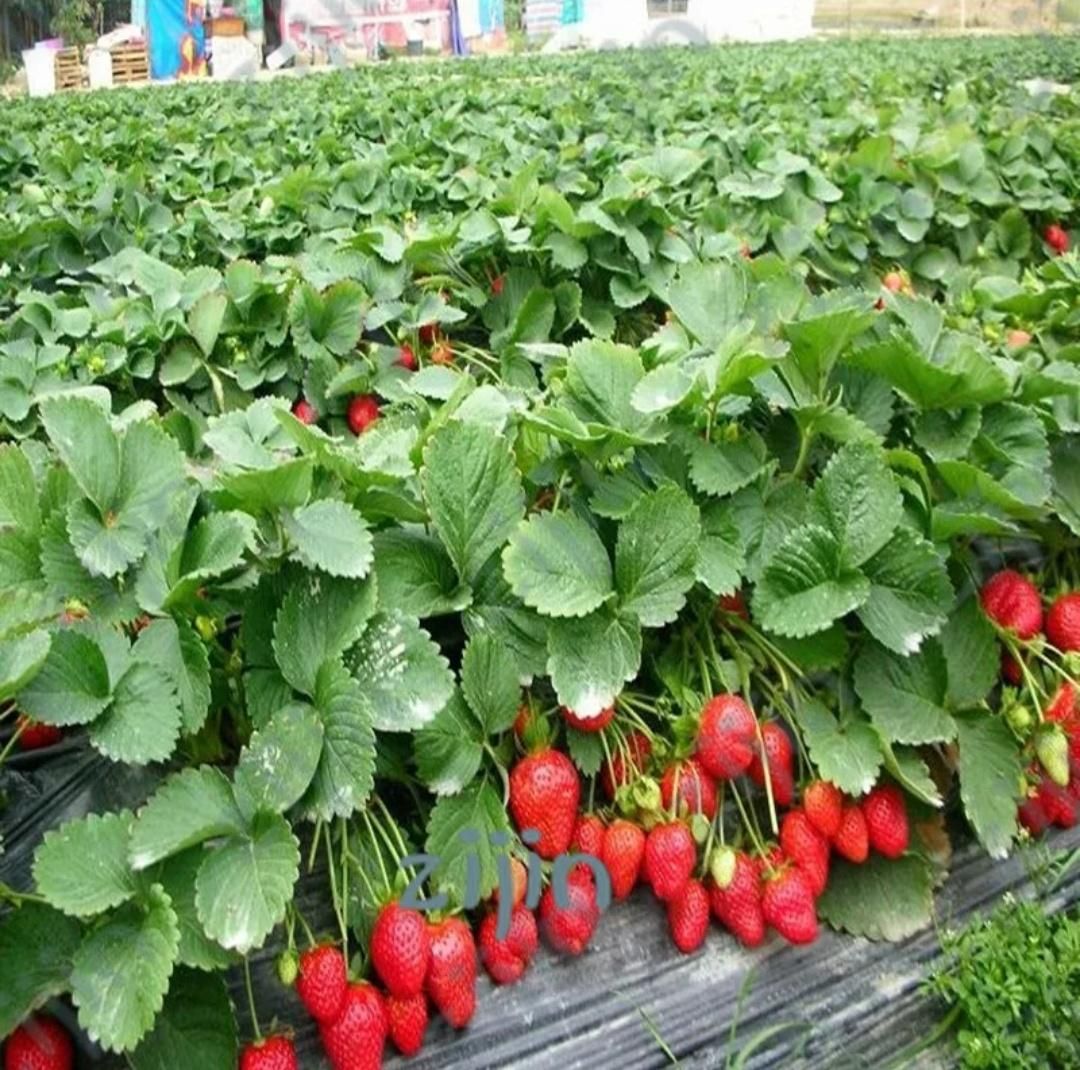 Bonsai Strawberry tree fruit (seeds) Delicious and edible -25pcs