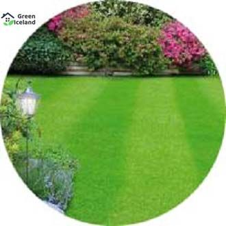 Sports Field Grass Seeds  - 200+ Pcs Seeds