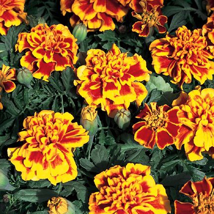 Marigold Yellow/Red Seeds - 30 pcs (Imported Global Seeds)