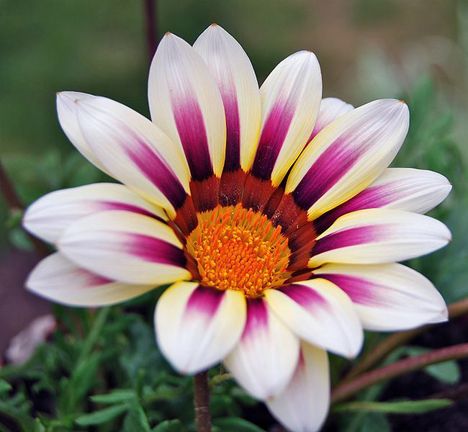 Gazania (African Daisies) Flower Seeds- 5pcs (বীজ)